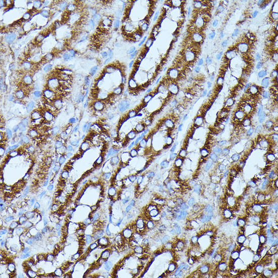 Anti-FGD1 Antibody (CAB16374)