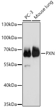 Anti-PXN Antibody (CAB18181)