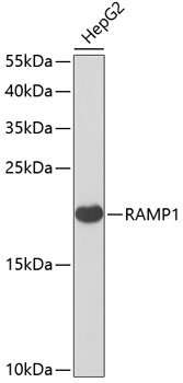 Anti-RAMP1 Antibody (CAB6447)