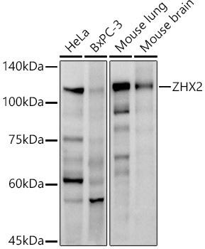 Western blot analysis of extracts of various cell lines, using ZHX2 antibody at 1:1000 dilution. Secondary antibody: HRP Goat Anti-Rabbit IgG (H+L) at 1:10000 dilution. Lysates/proteins: 25ug per lane. Blocking buffer: 3% nonfat dry milk in TBST. Detection: ECL Enhanced Kit. Exposure time: 45s.