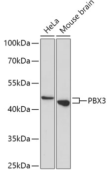 Anti-PBX3 Antibody (CAB17514)