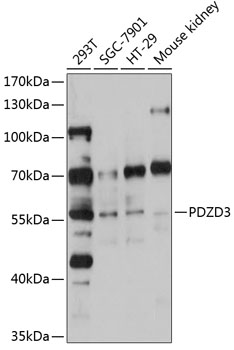 Anti-PDZD3 Antibody (CAB12222)