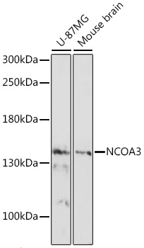 Anti-NCOA3 Antibody (CAB17330)