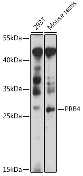 Anti-PRB4 Antibody (CAB16701)