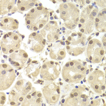 Anti-POU2F1 Antibody (CAB13527)