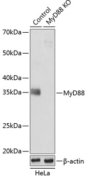 Anti-MyD88 Antibody [KO Validated] (CAB19082)