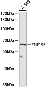 Anti-ZNF195 Antibody (CAB14071)