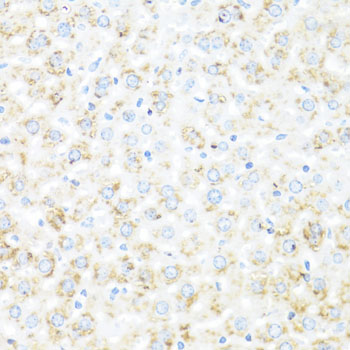 Anti-IL-7 Antibody (CAB1650)