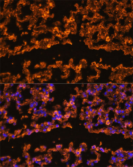 Anti-IL-1 beta Antibody (CAB1112)