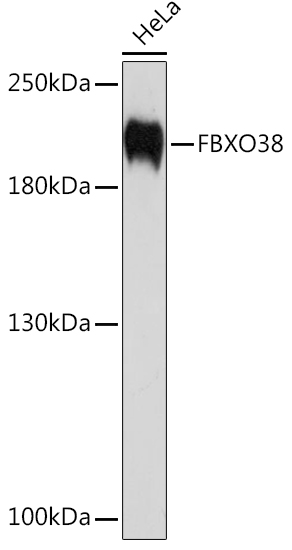 Anti-FBXO38 Antibody (CAB10328)