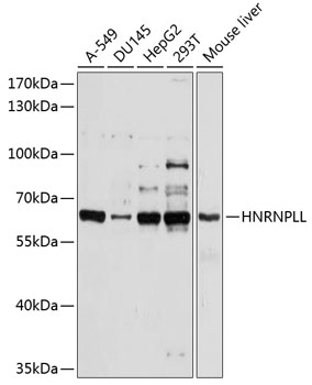 Anti-HNRPLL Antibody (CAB10360)