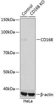 Anti-CD168[KO Validated] Antibody