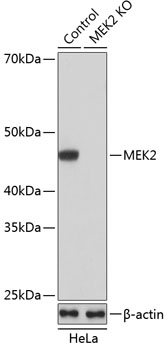 Anti-MEK2 Antibody [KO Validated] (CAB19078)