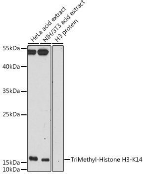 Anti-TriMethyl-Histone H3-K14 Antibody (CAB5279)