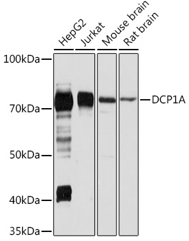 Anti-DCP1A Antibody (CAB7376)