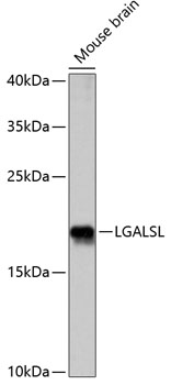 Anti-LGALSL Antibody (CAB14880)