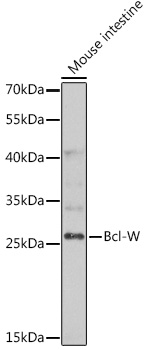 Anti-Bcl-W Antibody (CAB13471)