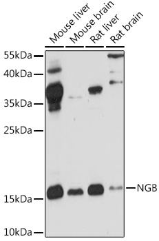 Anti-NGB Antibody (CAB6477)