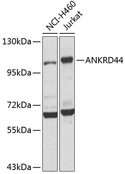 Anti-ANKRD44 Polyclonal Antibody (CAB8521)