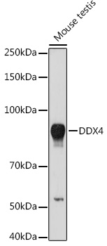 Anti-DDX4 Antibody (CAB15624)