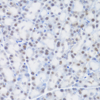 Anti-MCM4 Antibody (CAB3018)