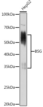 Anti-BSG Antibody (CAB16662)