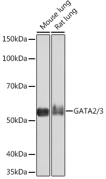 Anti-GATA2/3 [KO Validated] Antibody (CAB5083)