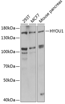 Anti-HYOU1 Antibody (CAB6625)