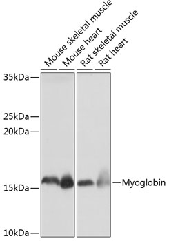 Anti-Myoglobin Antibody