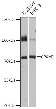 Anti-CPXM1 Antibody (CAB16552)