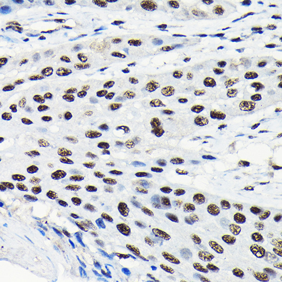 Anti-EFTUD2 Antibody (CAB7040)