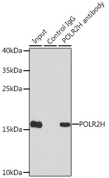 Anti-POLR2H Antibody (CAB6948)