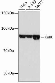 Anti-Ku80 Antibody