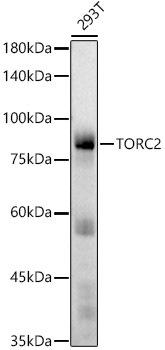 Western blot analysis of extracts of 293T cells, using TORC2 antibody at 1:1000 dilution. Secondary antibody: HRP Goat Anti-Rabbit IgG (H+L) at 1:10000 dilution. Lysates/proteins: 25ug per lane. Blocking buffer: 3% nonfat dry milk in TBST. Detection: ECL Basic Kit. Exposure time: 60s.