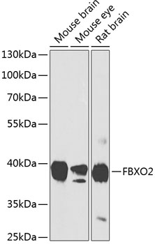 Anti-FBXO2 Polyclonal Antibody (CAB8579)