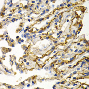 Anti-CLU Antibody (CAB1472)