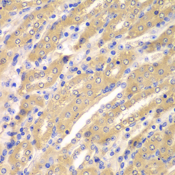 Anti-ERGIC2 Antibody (CAB7369)