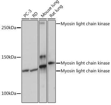 Anti-Myosin light chain kinase Antibody (CAB3835)