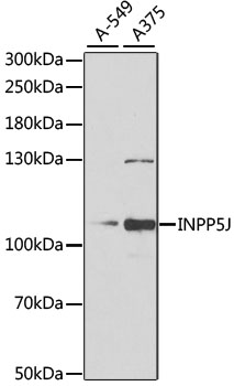 Anti-INPP5J Antibody (CAB6631)