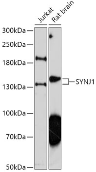 Anti-SYNJ1 Antibody (CAB17581)