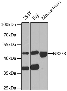 Anti-NR2E3 Antibody (CAB6234)