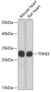 Anti-TNNI3 Antibody (CAB0152)