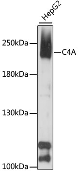 Anti-C4A Polyclonal Antibody (CAB9511)