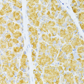 Anti-FLT3 Antibody (CAB12437)