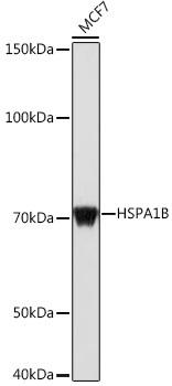 Western blot analysis of extracts of MCF7 cells, using HSPA1B antibody at 1:1000 dilution. Secondary antibody: HRP Goat Anti-Rabbit IgG (H+L) at 1:10000 dilution. Lysates/proteins: 25ug per lane. Blocking buffer: 3% nonfat dry milk in TBST. Detection: ECL Basic Kit. Exposure time: 1s.