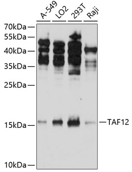 Anti-TAF12 Antibody (CAB5421)