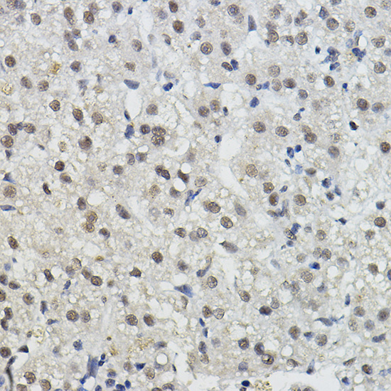 Anti-BRAP Antibody (CAB16451)