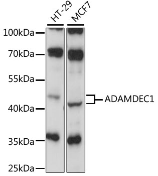 Anti-ADAMDEC1 Antibody (CAB15435)