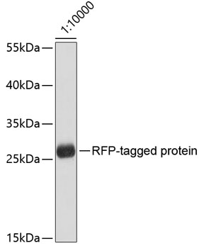 Anti-Mouse anti RFP-Tag Monoclonal Antibody (CABE020)