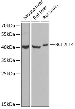 Anti-BCL2L14 Antibody (CAB6478)